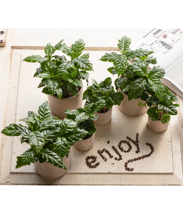 Kaffeepflanze - Coffea Arabica 5 Kaffeepflanze - Coffea Arabica – Bild 3