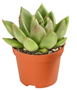 Echeverien-Set - Echeveria, Verschiedene Sorten 12 Echeverien-Set - Echeveria, Verschiedene Sorten -Ecopotos Geschaft 7978117 PR FS 003 EcheverieSukkulenten6erSetT6DehnerExpressHerzig