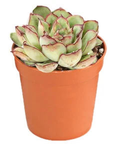 Echeverien-Set - Echeveria, Verschiedene Sorten 14 Echeverien-Set - Echeveria, Verschiedene Sorten -Ecopotos Geschaft 7978117 PR FS 005 EcheverieSukkulenten6erSetT6DehnerExpressHerzig