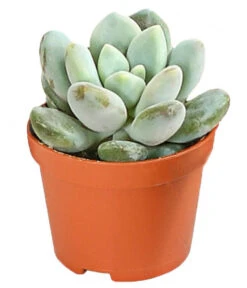 Echeverien-Set - Echeveria, Verschiedene Sorten 15 Echeverien-Set - Echeveria, Verschiedene Sorten -Ecopotos Geschaft 7978117 PR FS 006 EcheverieSukkulenten6erSetT6DehnerExpressHerzig