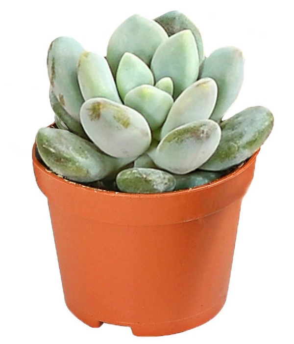 Echeverien-Set - Echeveria, Verschiedene Sorten 9 Echeverien-Set - Echeveria, Verschiedene Sorten – Bild 7