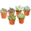 Echeverien-Set - Echeveria, Verschiedene Sorten -Ecopotos Geschaft 7978117 PR FS Mix EcheverieSukkulenten6erSetT6DehnerExpressHerzig