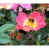Bodendeckerrose 'Bienenweide® Bicolor' 2 Bodendeckerrose 'Bienenweide® Bicolor' -Ecopotos Geschaft 7978133 PR DE 001 RoseBienenweideBicolorTantau