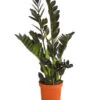Glücksfeder - Zamioculcas 'Raven' -Ecopotos Geschaft 7988314 PR FS 001 ZamioculcasRavenT17DehnerExpressHerzig
