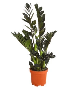Glücksfeder - Zamioculcas 'Raven'