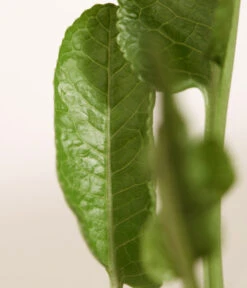 Meerrettich 9 Meerrettich -Ecopotos Geschaft 8001000 WE DE 003 Meerrettich DehnerExpressZS