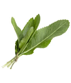 Meerrettich 7 Meerrettich -Ecopotos Geschaft 8001000 WE FS 002 MeerrettichKraeuterbund