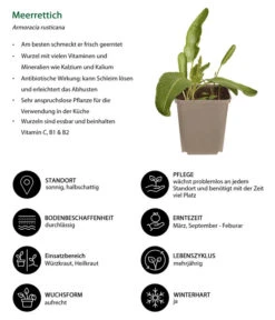 Meerrettich 8 Meerrettich -Ecopotos Geschaft 8001000 WE IG 001 Meerrettich