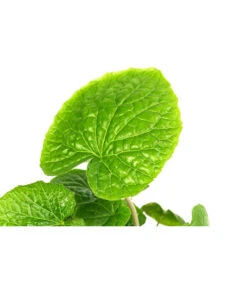 Wasabi -Ecopotos Geschaft 8001513 WE DE 001 WasabiT9