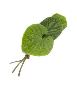 Wasabi -Ecopotos Geschaft 8001513 WE FS 002 WasabiKraeuterbund