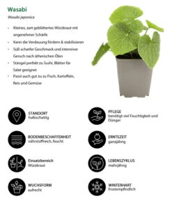 Wasabi -Ecopotos Geschaft 8001513 WE IG 001 Wasabi