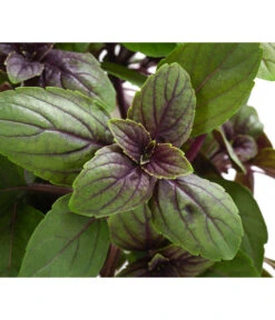 Dehner Gourmet Garten Strauchbasilikum 'Magic Blue' 13 Dehner Gourmet Garten Strauchbasilikum 'Magic Blue' -Ecopotos Geschaft 8001869 WE DE 001 GourmetGartenBasilikumMagicBlue