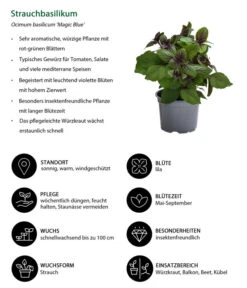 Dehner Gourmet Garten Strauchbasilikum 'Magic Blue' 12 Dehner Gourmet Garten Strauchbasilikum 'Magic Blue' -Ecopotos Geschaft 8001869 WE IG 001 Strauchbasilikum