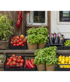 Tomate 'Previa' -Ecopotos Geschaft 8002578 WE MO 001 BellaItaliaTomatePaprikaBasilikum2021GC04