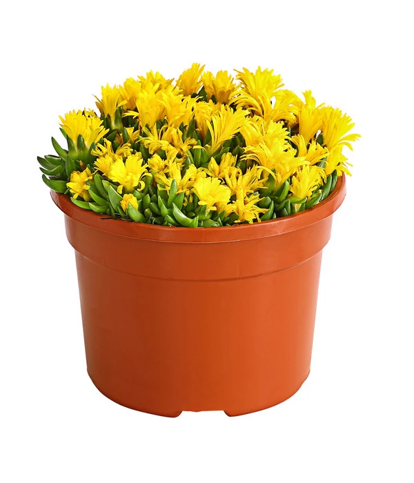 Mittagsblume 'Firespinner' 3 Mittagsblume 'Firespinner'