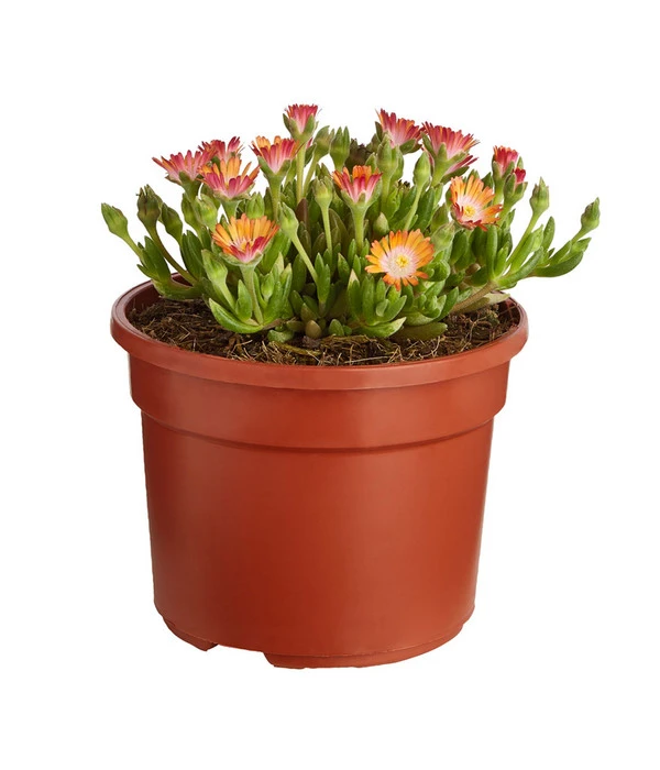 Mittagsblume 'Firespinner' 4 Mittagsblume 'Firespinner' – Bild 2