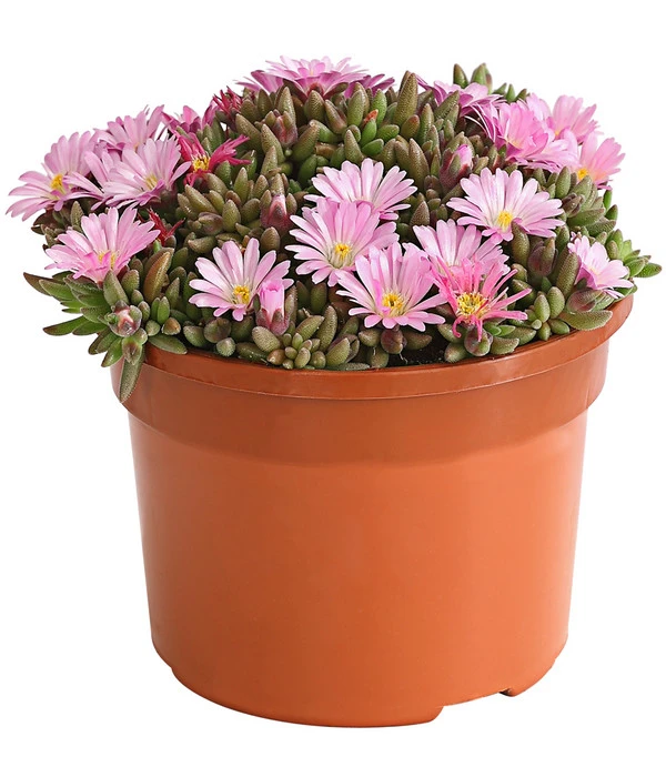 Mittagsblume 'Firespinner' 5 Mittagsblume 'Firespinner' – Bild 3