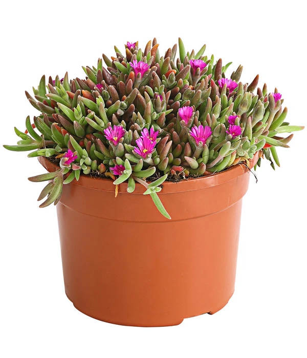 Mittagsblume 'Firespinner' 6 Mittagsblume 'Firespinner' – Bild 4