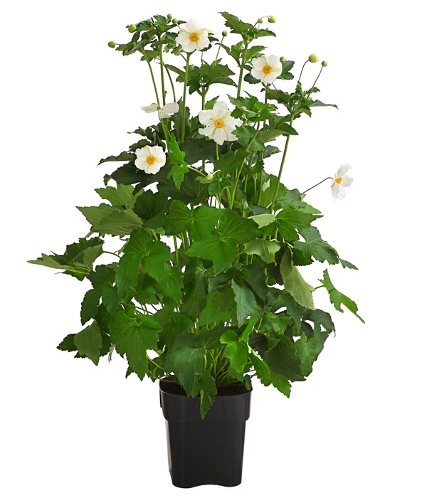 Herbst-Anemone, Verschiedene Sorten 4 Herbst-Anemone, Verschiedene Sorten – Bild 2