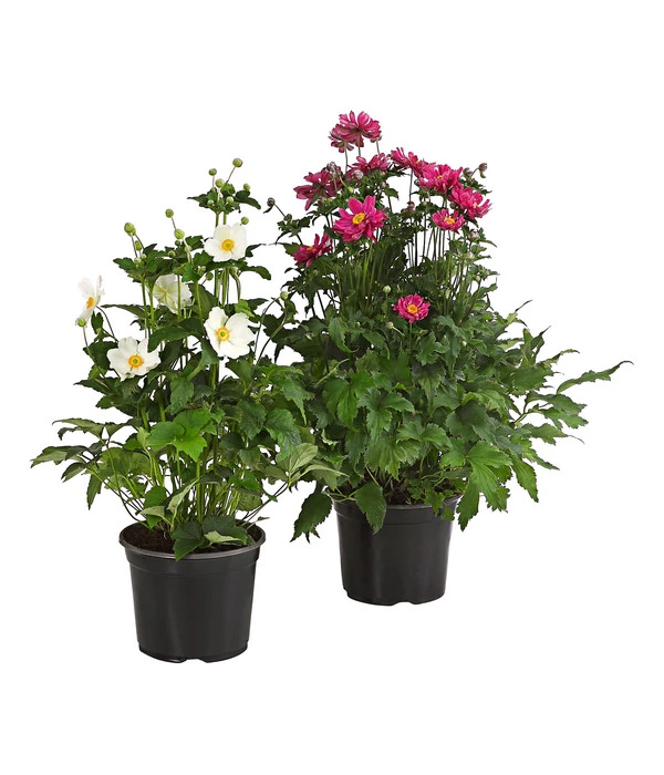 Herbst-Anemone, Verschiedene Sorten 3 Herbst-Anemone, Verschiedene Sorten