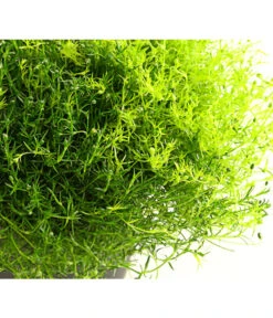 Sternmoos-Duo 9 Sternmoos-Duo -Ecopotos Geschaft 8007429 PR DE 001 SternmoosSaginaTwinT13DehnerExpressHerzig