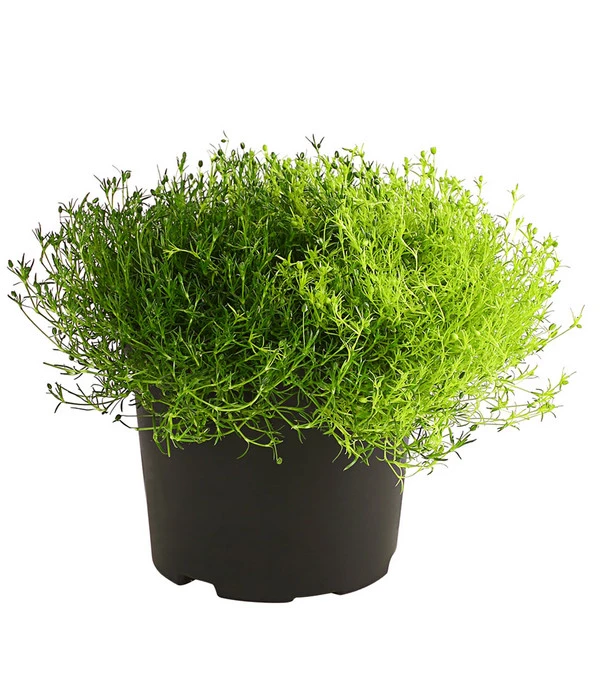 Sternmoos-Duo 3 Sternmoos-Duo