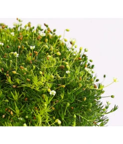 Sternmoos-Duo 8 Sternmoos-Duo -Ecopotos Geschaft 8007429 WE DE 001 SaginaDehnerExpressHerzig