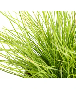 Goldschwingel 'Amigold' 7 Goldschwingel 'Amigold' -Ecopotos Geschaft 8010951 WE DE 001 BlauschwingelFestucaGoldenToupeT11DehnerExpressHerzig