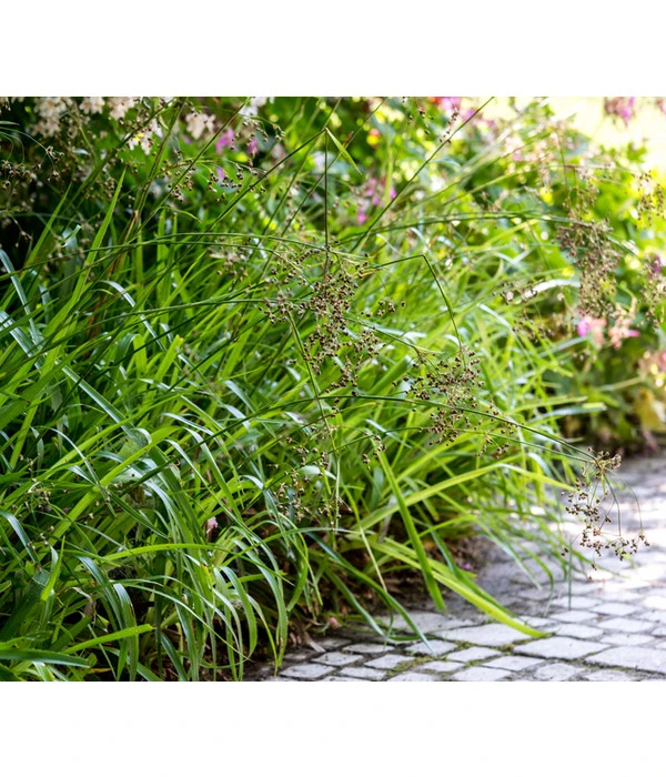 Segge, Verschiedene Sorten 4 Segge, Verschiedene Sorten – Bild 2