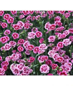 Garten-Nelke 'Pink Kisses®', Schale 13 Garten-Nelke 'Pink Kisses®', Schale -Ecopotos Geschaft 8016297 WE DE 001 DianthusPinkKissesSchaleSelecta