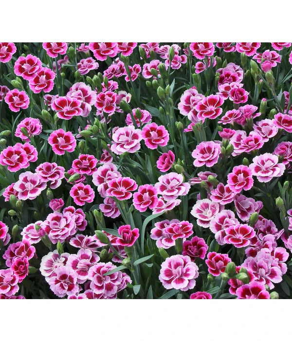 Garten-Nelke 'Pink Kisses®', Schale 8 Garten-Nelke 'Pink Kisses®', Schale – Bild 6