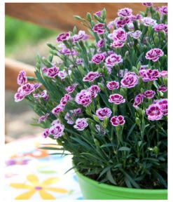 Garten-Nelke 'Pink Kisses®', Schale 10 Garten-Nelke 'Pink Kisses®', Schale -Ecopotos Geschaft 8016297 WE MO 001 DianthusPinkKissesSchaleSelecta