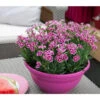 Garten-Nelke 'Pink Kisses®', Schale -Ecopotos Geschaft 8016297 WE MO 002 DianthusPinkKissesSchaleSelecta