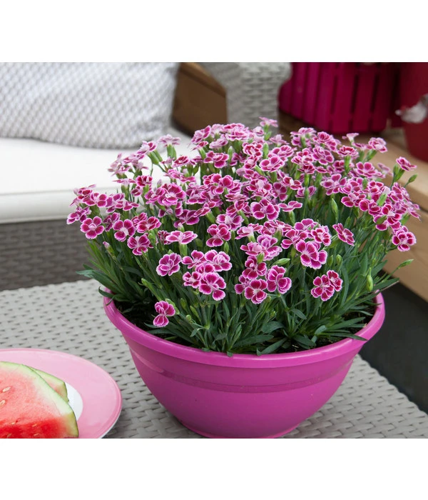 Garten-Nelke 'Pink Kisses®', Schale 3 Garten-Nelke 'Pink Kisses®', Schale