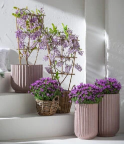 Schopf-Lavendel -Ecopotos Geschaft 8017014 7544026 WE MO 001 WisteriaBlauLavendel