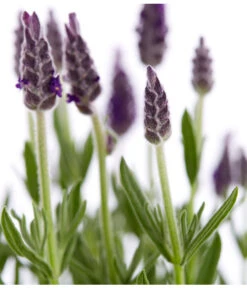 Schopf-Lavendel -Ecopotos Geschaft 8017014 WE DE 001 LavendelSchopflavendelLavandulaStoechasT13DehnerExpressZS