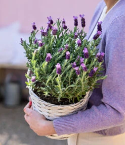 Schopf-Lavendel -Ecopotos Geschaft 8017014 WE MO 001 LavendelKorb