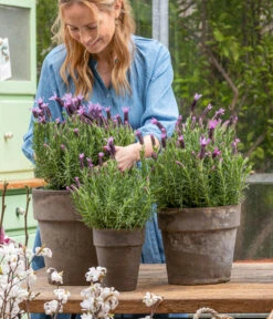 Schopf-Lavendel -Ecopotos Geschaft 8017014 WE MO 001 SchopfLavendelStoechas