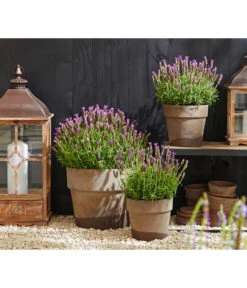 Schopf-Lavendel -Ecopotos Geschaft 8017014 WE MO 001 Schopflavendel