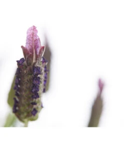 Schopf-Lavendel -Ecopotos Geschaft 8017089 PR DE 001 LavendelStoechasLavandulaStoechasT18DehnerExpressHerzig