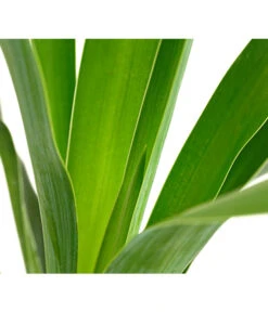 Kerzen-Palmlilie - Palmlilie -Ecopotos Geschaft 8028854 WE DE 001 PalmlilieYuccaGloriosa3LDehnerExpressHerzig