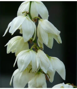 Kerzen-Palmlilie - Palmlilie -Ecopotos Geschaft 8028854 WE MO 001 YuccaPalmliliePixabay