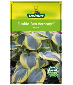 Blaue Gelbrand-Funkie 'Ben Vernooy®' 8 Blaue Gelbrand-Funkie 'Ben Vernooy®' -Ecopotos Geschaft 8029308 HostaBenVernoyEtikett1
