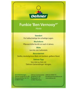 Blaue Gelbrand-Funkie 'Ben Vernooy®' 9 Blaue Gelbrand-Funkie 'Ben Vernooy®' -Ecopotos Geschaft 8029308 HostaBenVernoyEtikett2