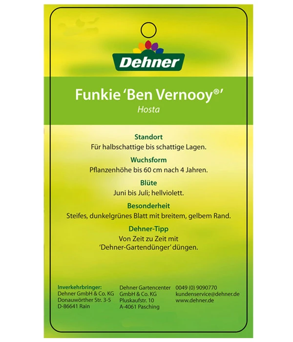 Blaue Gelbrand-Funkie 'Ben Vernooy®' 6 Blaue Gelbrand-Funkie 'Ben Vernooy®' – Bild 4
