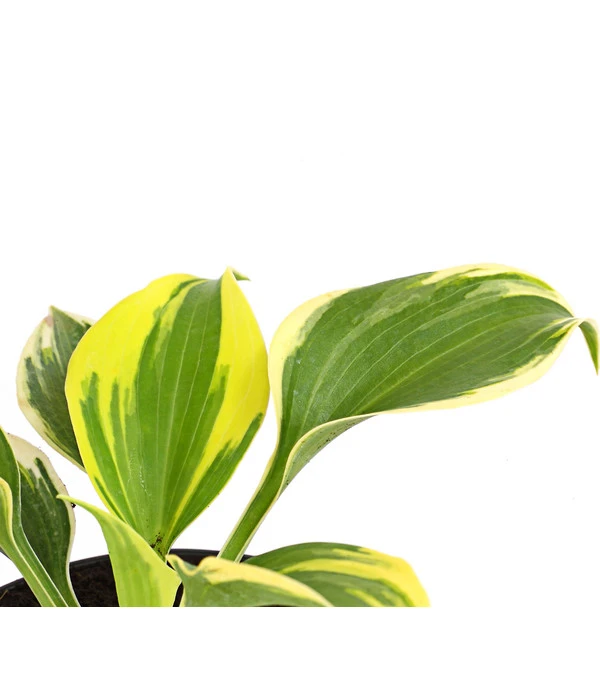 Blaue Gelbrand-Funkie 'Ben Vernooy®' 4 Blaue Gelbrand-Funkie 'Ben Vernooy®' – Bild 2