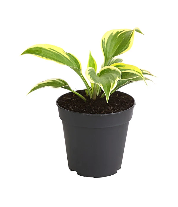 Blaue Gelbrand-Funkie 'Ben Vernooy®' 3 Blaue Gelbrand-Funkie 'Ben Vernooy®'