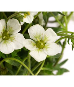 Moos-Steinbrech, Verschiedene Sorten 13 Moos-Steinbrech, Verschiedene Sorten -Ecopotos Geschaft 8036394 WE DE 001 SaxifragaInSortenSteinbrechT10