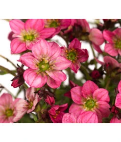 Moos-Steinbrech, Verschiedene Sorten 12 Moos-Steinbrech, Verschiedene Sorten -Ecopotos Geschaft 8036394 WE DE 002 SaxifragaInSortenSteinbrechT10