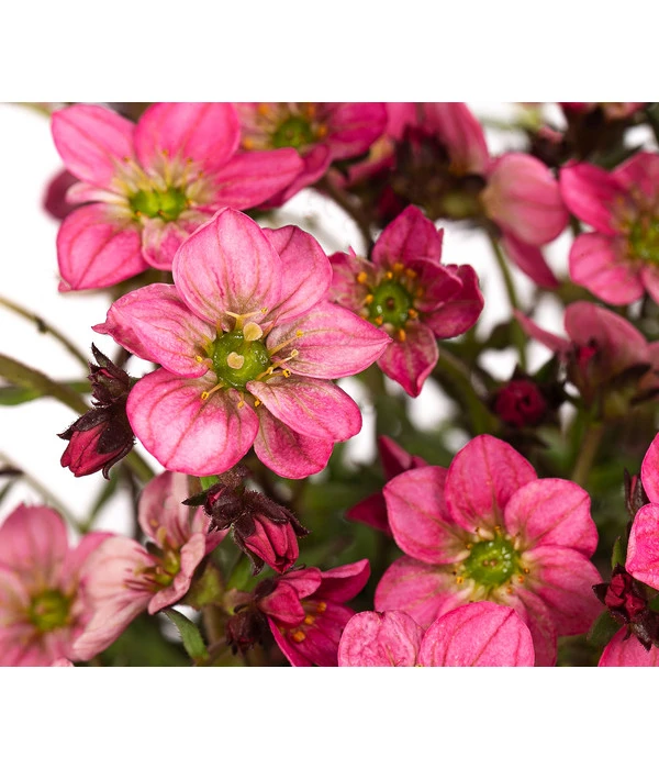 Moos-Steinbrech, Verschiedene Sorten 7 Moos-Steinbrech, Verschiedene Sorten – Bild 5